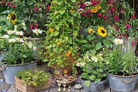 Un pot potager avec Thunbergia alata 'Susie Orange Black Eye', une plante grimpante annuelle parmi les fuchsias, tournesols, nicotiana, leucanthemum, gazanias et herbes.