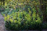 Euphorbia amygdaloides var. robbiae à l'ombre d'un parterre de fleurs à Perch Hill