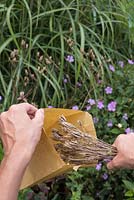Placer les plantes d'Aquilegia épuisées avec des têtes de graines dans un sac en papier