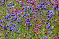 Pré de fleurs sauvages avec Echium 'Dwarf Blue Bedder' - Viper Bugloss, Silene armeria - capture Fly et fleur de maïs