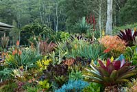 Vue d'un parterre de jardin surélevé montrant une collection de broméliacées colorées et panachées, aeoniums, plantes succulentes, cactus, euphorbes et grandes alcantareas à feuilles marron
