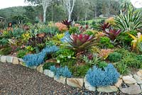 Vue d'un parterre de jardin surélevé montrant une collection de broméliacées colorées, plantes succulentes, cactus et euphorbes. Senecio mandraliscae avec une alcantarea marron au milieu