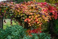 Vigne de raisin en couleur d'automne poussant sur pergola.Hestercombe Gardens, Somerset