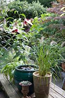 Pennisetum - herbe ornementale dans un grand pot en argile sur table avec Lilium Nepalense hybride 'Kushi Maya' et lys d'ananas Eucomis en pot en arrière-plan - floraison en octobre