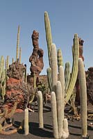 Cephalocereus senilis et Pachycereus pringlei avec caractéristique des roches de lave - Bunny Cactus, Giant Cardon Cactus - El Jardin de Cactus, Lanzarote, Îles Canaries