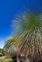 Xanthorrhoea johnsonii, l'herbe de Johnson, deux grandes plantes à tronc unique avec des têtes en forme de globe avec des feuilles comme de l'herbe.