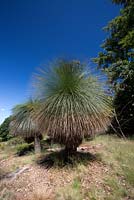Xanthorrhoea johnsonii, l'herbe de Johnson, deux grandes plantes à tronc unique avec des têtes en forme de globe avec des feuilles comme de l'herbe.
