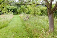 Un chemin fauché à travers un verger planté de fleurs sauvages, y compris Leucanthemum vulgare - marguerites à œil de boeuf et trèfle, à Bluebell Cottage Gardens, Cheshire