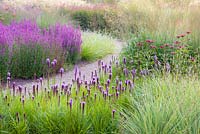 Les herbes se mêlent à Liatris et Lythrums dans le labyrinthe floral de Trentham Gardens, Staffordshire, conçu par Piet Oudolf. Photographié juste après l'aube en été
