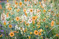 Verbascum, Astrantia 'Star of Beauty' et Geum 'Totally Tangerine' - The Macmillan Legacy Garden - RHS Hampton Court Flower Show 2015. Designer: Ann Marie Powell, Gold