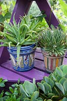 Pots décoratifs peints à motifs sur socle violet avec plantes succulentes. Jardin patio. Propriétaire: Pattie Barron, jardinière