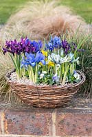 Reticulata iris planté d'alto en panier, fleurissant en hiver. De l'avant à gauche dans le sens des aiguilles d'une montre: bleu 'Lady Beatrix Stanley', prune 'George', bleu gentiane 'Harmony', bleu indigo 'Palm Springs', violet 'Pauline', bleu clair et jaune 'Katharine Hodgkin. Au milieu, Iris jaune danfordiae.