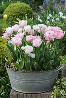 Dans une ancienne cuve de lavage galvanisée, Tulipa 'Angelique', double tulipe à floraison tardive à pétales roses, fleurissant en avril.