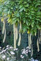 Wisteria sinensis développe de longues gousses vertes, ressemblant à des gousses au début de l'automne. Une fois séchées, celles-ci peuvent exploser, dispersant les graines très loin.
