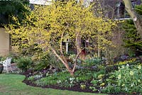 Cornus mas, la cerise cornélienne, un arbuste à feuilles caduques ou un petit arbre qui produit des fleurs jaune vif en hiver.