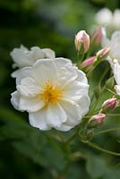 Rosa moschata 'Princesse de Nassau', une rose errante à boutons roses s'ouvrant sur de petites fleurs semi-doubles tenues en grappes. Floraison fin d'été, à partir d'août
