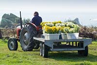 Couper des narcisses parfumés chargés à l'arrière d'un tracteur sur St. Agnes, Isles of Scilly