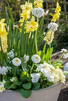 Pot de printemps jaune et blanc avec Narcisse 'Pipit', Primula dentata 'Alba', Jacinthe 'Woodstock', bellis perennis et altos