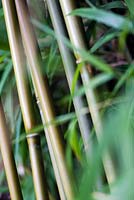 Yushania anceps, bambou fin d'été, RHS Wisley.