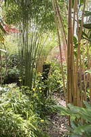 Chemin entouré de hauts bambous Phyllostachys 'Aurea' et Phyllostachys vivax 'Aureocaulis', Fargesia Robusta et Yellow Tulipa 'Conqueror'