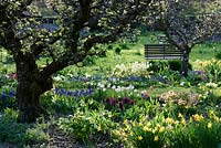 Potager avec de vieux pommiers noueux et des masses de bulbes de printemps, y compris muscari, jonquilles et tulipes à Hergest Croft Gardens, Kington, Herefordshire