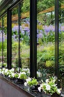 Conservatoire avec jardin reflété dans le verre. Pétunias blancs en pots sur rebord. Veddw House Garden, Monmouthshire, Pays de Galles du Sud. Juillet 2017. Jardin créé par Anne Wareham et Charles Hawes.