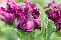 Tulipa 'Perroquet Negrita'