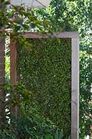 Un écran vert en bois autoportant rempli de Muehlenbeckia complexa, fil de vigne.