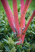 Acer conspicuum 'Phoenix' et Skimmia x confusa 'Kew Green'