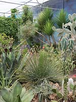 Collection de cactus et succulentes avec Echinocactus, Agave, Yucca, Opuntia et Pachycereus pringlei