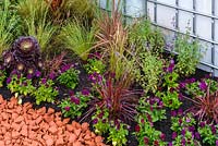 Plantation mixte avec Aeonium 'Zwartkop', herbes et pensées - RHS Garden for a Changing Climate - RHS Chatsworth Flower Show 2017. Designer: Andy Clayden, Dr Ross Cameron