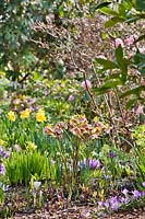Parterre boisé en mars avec Helleborus x hybridus syn. Helleborus orientalis - Hellébore, Crocus vernus, jonquilles et Iris retucilata.
