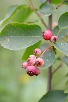 Amelanchier alnifolia, Juneberry ou Saskatoon 'Smoky' baies, Pays de Galles, Royaume-Uni