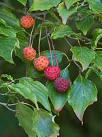 Cornus kousa - fruits rouges comme la fraise en septembre