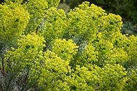 Euphorbia characias subsp.characias 'Joshua'