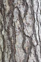 Pinus nigra subs laricio - Détail de l'écorce de pin corse