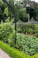 Bordure végétale bordée de Buxus sempervirens, contenant diverses variétés de pommes de terre, avec des pergolas métalliques contemporaines dans un jardin conçu par Tom Hoblyn à Heatherbrae
