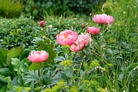 The Breast Cancer Now Garden: Through the Microscope - Paeonia 'Coral Charm' parmi Euphorbia et graminées - RHS Chelsea Flower Show 2017