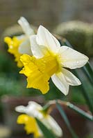 Narcisse 'Spring Dawn'