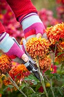Chrysanthèmes à tête morte avec sécateur, novembre