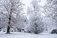 Jardin dans la neige: Fagus sylvatica et Carpinus betulus 'Columnaris '.