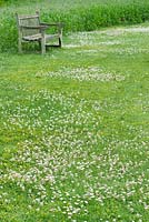 Trifolium repens - trèfle blanc dans l'herbe rugueuse, juin