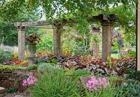 Espèces de bégonias poussant sous la pergola au jardin de John Massey en automne