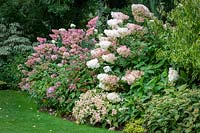 Le parterre de fleurs de l'hortensia de John Massey's avec Hydrangea paniculata 'Phantom', Hydrangea paniculata Vanille Fraise - 'Renhy', Hydrangea paniculata 'Limelight' et Hydrangea 'Dharuma'