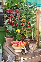Tomates et poivrons en plein essor dans une serre Gabriel Ash.