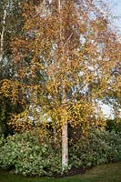 Betula pendula - bouleau argenté planté de Cornus panaché