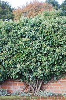 Floraison Hedera helix, Common Tree Ivy, English Ivy, poussant contre un mur de briques.