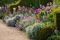 Parterre de fleurs avec Allium 'Purple sensation' et un 'Gladiator' et haies d'if, The Collector Earls garden, Arundel Castle, West Sussex, mai