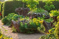 Jardin de gravier mixte avec Euphorbia, Alliums et souches d'arbres au Stumpery, Arundel Castle Gardens, West Sussex