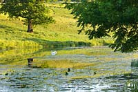Lac avec cygne, Brockhampton, Herefordshire.